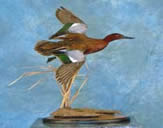 American Wigeon Drake